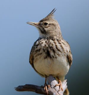 Cochevis hupp� 
&copy; Jacques Bouillerce