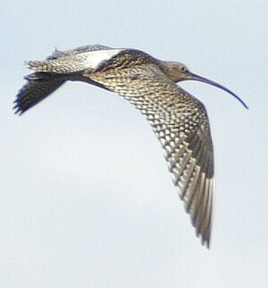 Eurasian Curlew 
&copy; Jacques Bouillerce