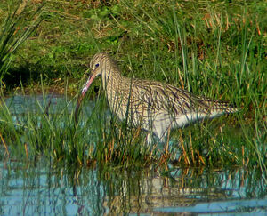 Eurasian Curlew 
&copy; Jacques Bouillerce