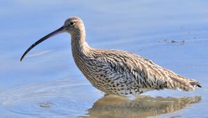 Eurasian Curlew 
&copy; Jacques Bouillerce