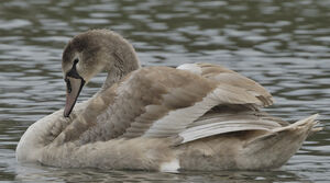Mute Swan
