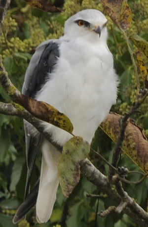 Black-winged Kite
