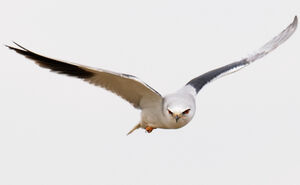 Black-winged Kite