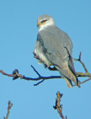 Black-winged Kite