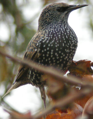 Common Starling