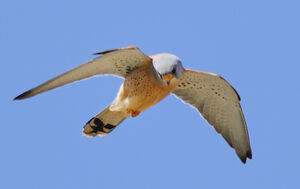Lesser Kestrel