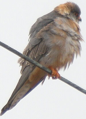 Red-footed Falcon
