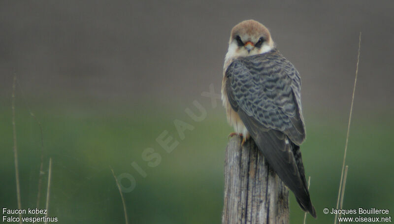 Red-footed Falcon female adult