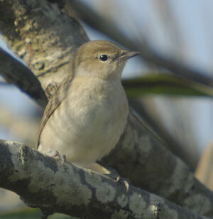 Garden Warbler