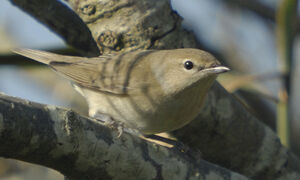 Garden Warbler