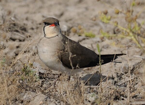 Glar�ole � collier 
&copy; Jacques Bouillerce