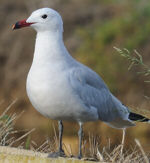 Audouin's Gull 
&copy; Jacques Bouillerce