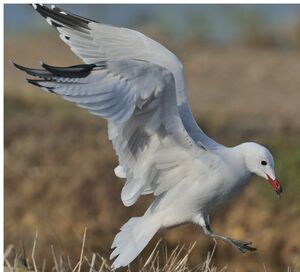 Audouin's Gull 
&copy; Jacques Bouillerce