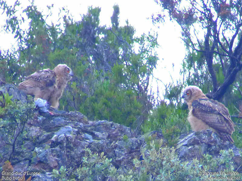 Eurasian Eagle-OwlFirst year, Reproduction-nesting