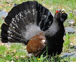 Western Capercaillie