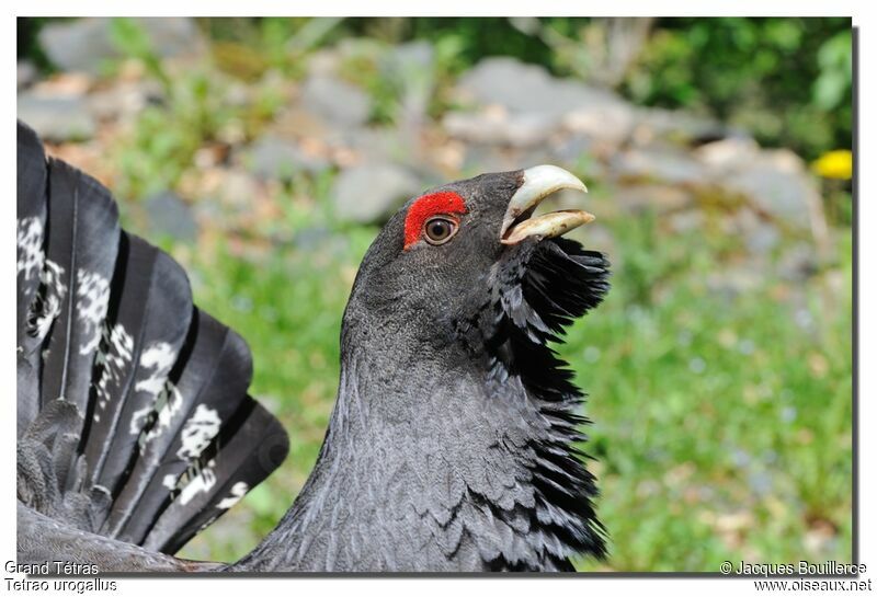 Western Capercaillie male adult