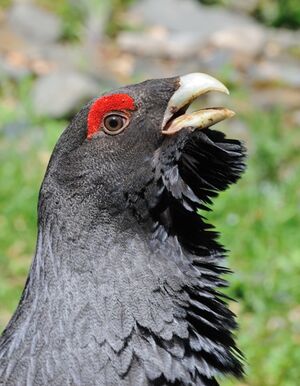Western Capercaillie