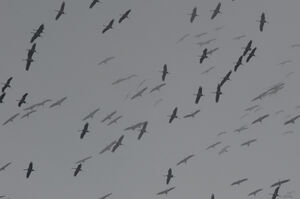 Grue cendrée