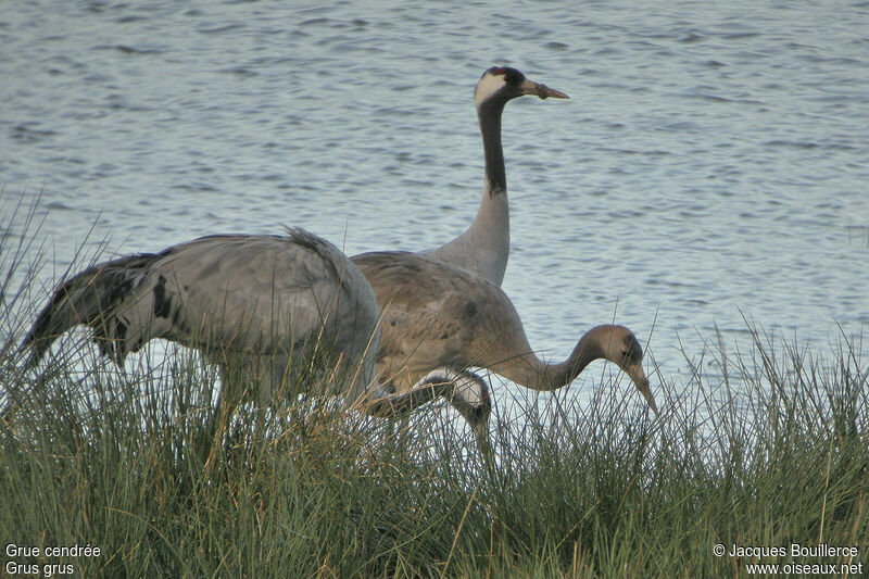 Common Crane juvenile