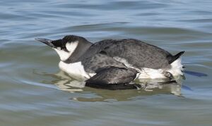 Guillemot de Tro�l