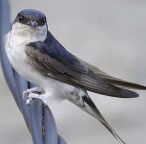 Common House Martin 
&copy; Jacques Bouillerce