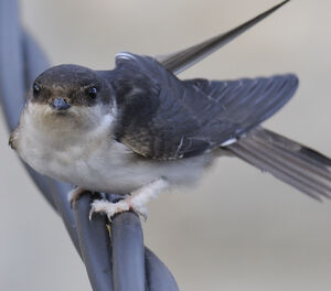 Common House Martin 
&copy; Jacques Bouillerce