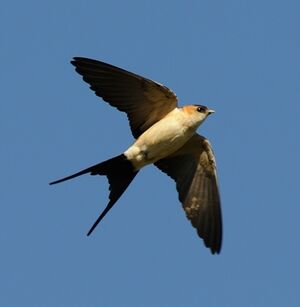 Red-rumped Swallow