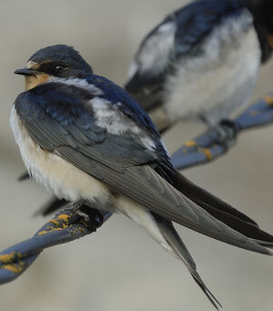 Barn Swallow