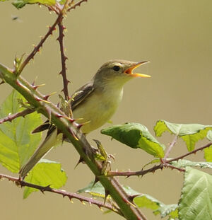 Hypola�s polyglotte 
&copy; Jacques Bouillerce