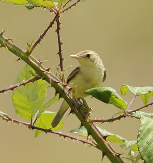 Hypola�s polyglotte 
&copy; Jacques Bouillerce