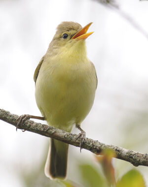 Hypola�s polyglotte 
&copy; Jacques Bouillerce