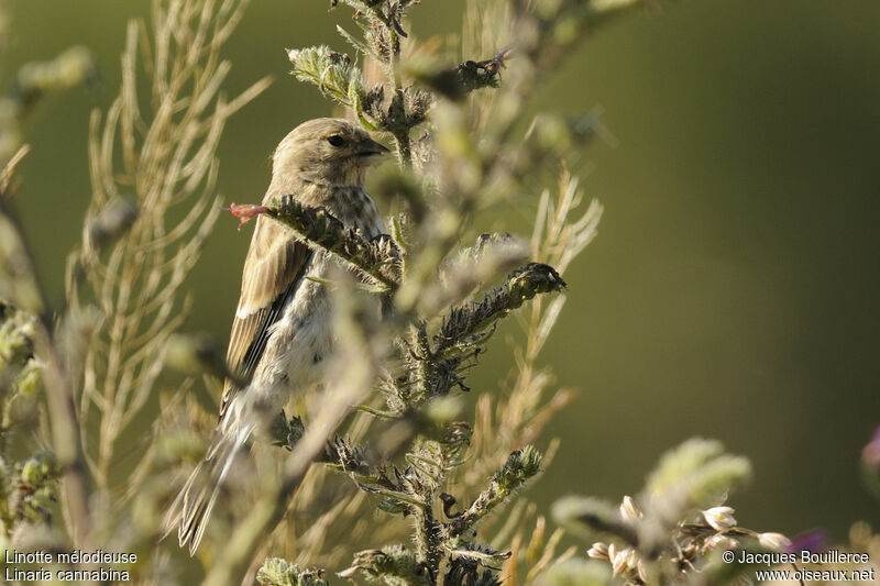 Common Linnet female adult