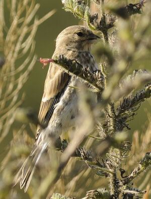 Common Linnet
