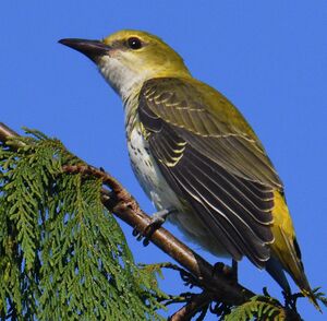 Eurasian Golden Oriole