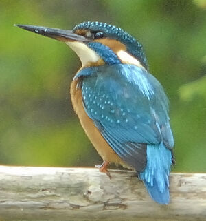 Common Kingfisher