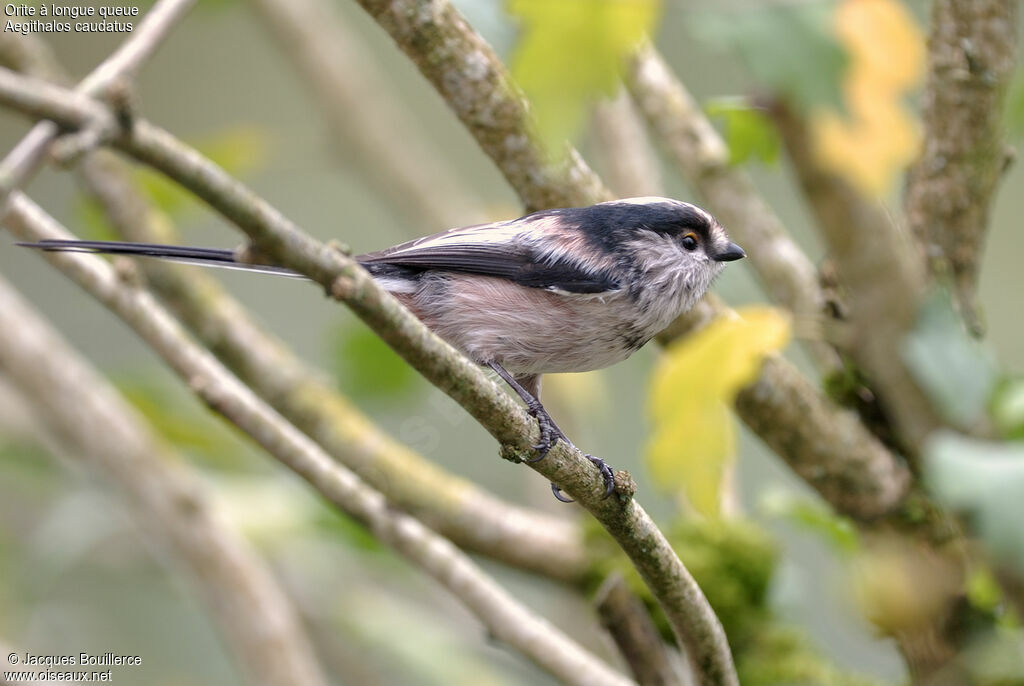 Mésange à longue queue - Aegithalos caudatus