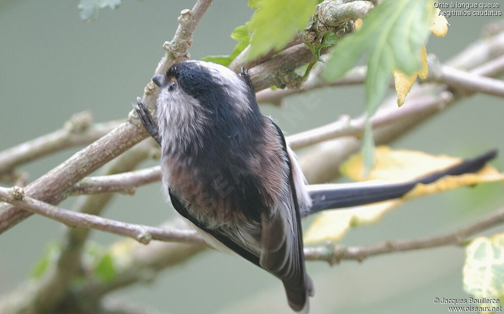 Mésange à longue queue - Aegithalos caudatus