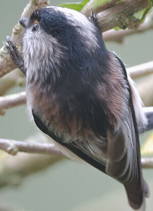 Long-tailed Tit
