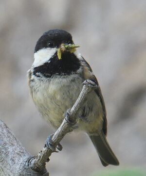 Coal Tit