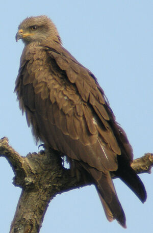 Black Kite