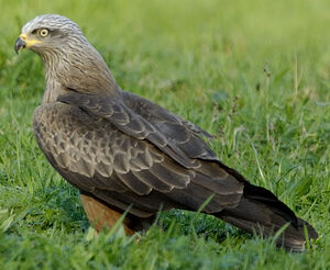Black Kite