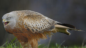 Red Kite