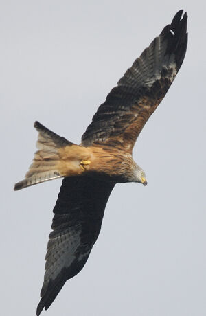Red Kite