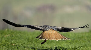 Red Kite
