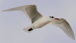 Mouette mélanocéphale