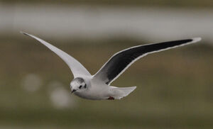 Little Gull 
&copy; Jacques Bouillerce