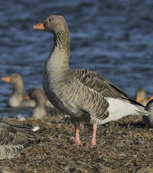 Greylag Goose