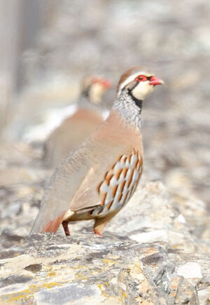 Red-legged Partridge 
&copy; Jacques Bouillerce