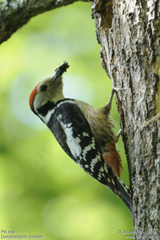 Middle Spotted Woodpeckeradult