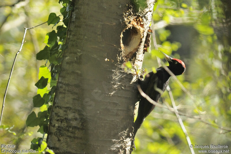 Black Woodpecker male adult